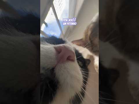 pov: você é um potinho 🐱