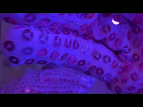 Gloves ASMR 