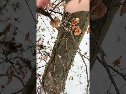 Snow ASMR