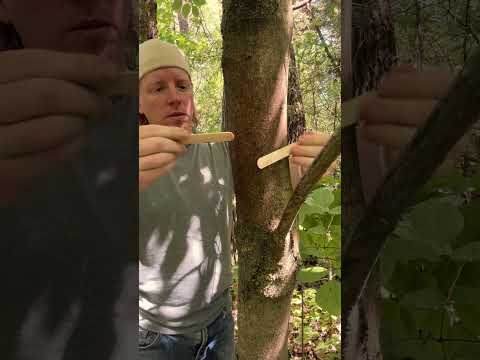 ASMR Tree Massage #asmr