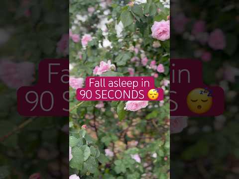 Rain & Rose Gardens for SLEEP 😴 #asmr #tingles #rain #sleep #notalking