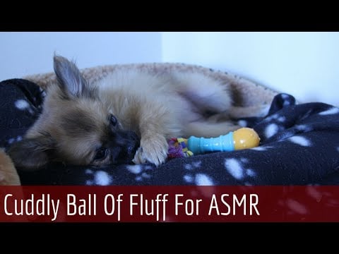 [SO CUTE] ♡ My Little Puppy ASMR Pom ♡ Ear to Ear Whispering