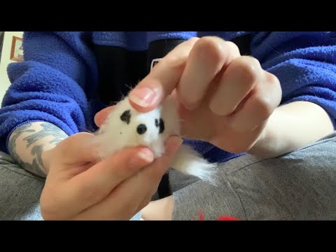 Cat Toy ASMR | Lofi Monday’s