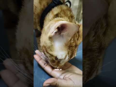 Log Kehete hain video viral nehi hoga 😂😺🙏 #shorts #cat #viral #cute