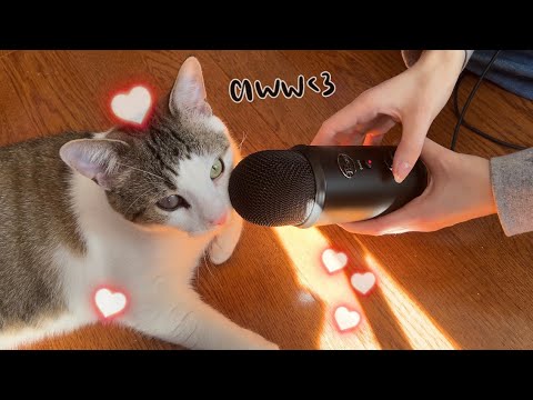 Cat ASMR in 3 Minutes 🎤🐈 My Cat Is Made of Plastic