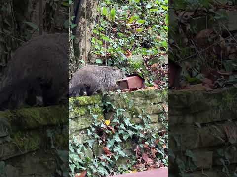 Hanging Out With My Groundhog Friend