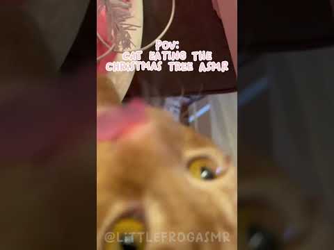 my cat keeps chewing the christmas tree 🎄 #asmr #satisfying #cute #cat #christmas #catvideos