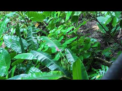 30 minutos de lluvia tropical PARA DORMIR PROFUNDO 