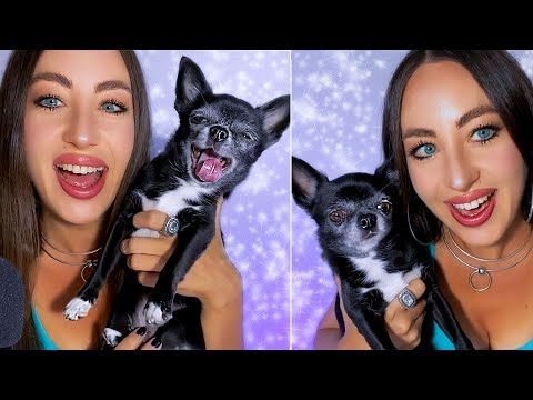 My Little Chihuahua helps me shoot a fun ASMR video | Tingles with my cute pet 🐶🐕‍🦺🐾😺😻🩷🩵💚♥️