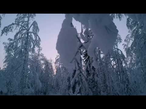 Relaxing walk in the winter forest / nature ASMR