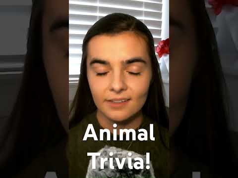 ASMR POP QUIZ! | Trivia About Animals