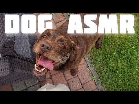 DOG ASMR 🐶