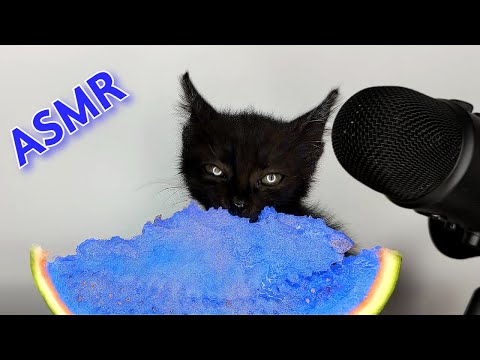 Kitten Eating Blue Watermelon ASMR