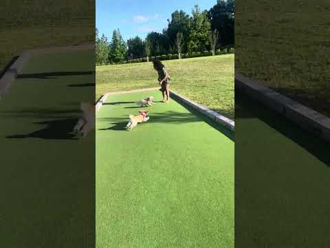 Doggie play date #shorts #dog #puppy