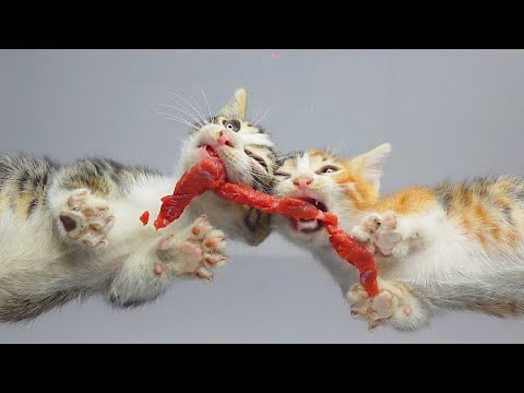 Kittens Eating Meat! 🍖 | Cat ASMR
