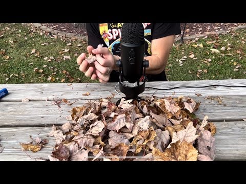 ASMR: Crunching the fall leaves 🍁(very satisfying)