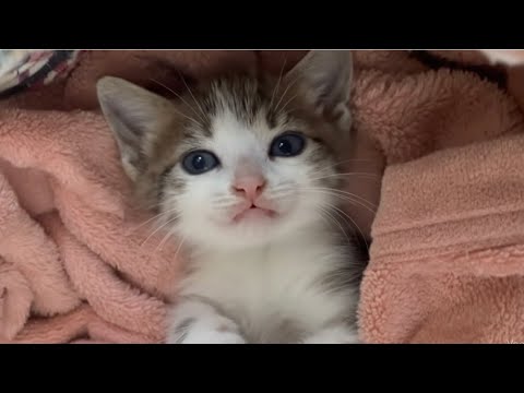Kitty make asmr for First time 💤