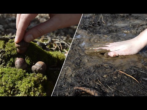 🍂 nature ASMR 🍂 - Sunny forest, Mud and cracking Ice