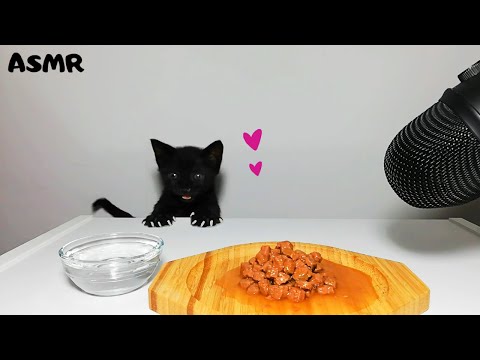 Kitten eating wet cat food ASMR