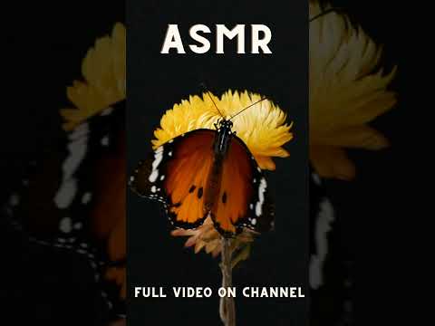Binaural whispered facts about Butterfly ASMR #Shorts