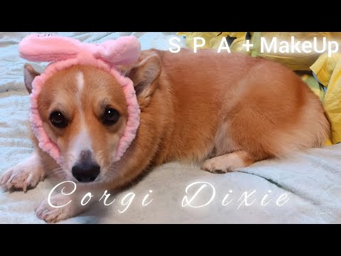 ASMR | SPA for Royal Dog Dixie | Velsh Corgi | FALL ASLEEP | no talking by Karina