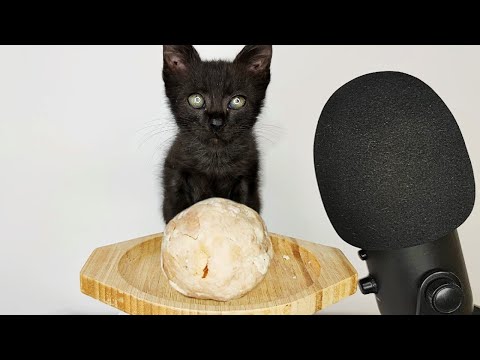 Kitten Eating Chicken Ball ASMR