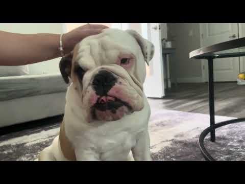 ASMR| Massaging my English Bulldog 🐶-