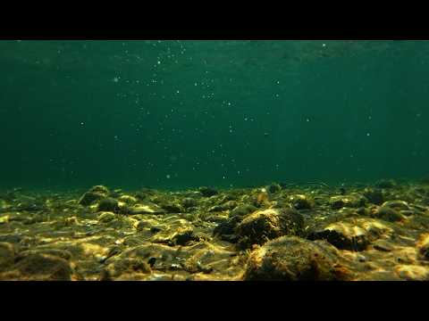 ASMR Under Da Sea