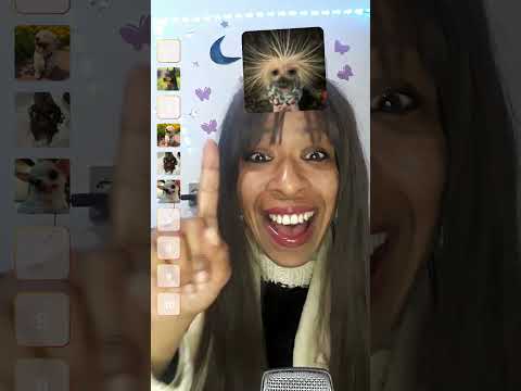 ASMR QUAL CACHORRO VOCÊ GOSTOU....#shortsvideo #shorts