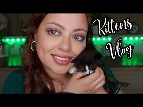 ASMR| MEET THE KITTENS! 🐈‍⬛ Kittens/Cat VLOG Update 🐈(RELAXING WHISPERS) Cuteness Overload!!!