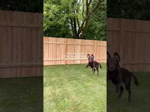 Worth every penny #fence #backyard #houserenovation #chocolatelab #boxerdog
