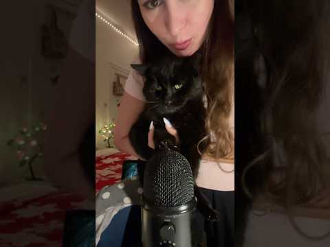 Échec de collaboration 🤝❌ #asmr #catasmr #fail #drole #chat