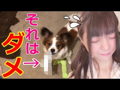 取られちゃまずい飼い主の物をキラキラ笑顔で咥えるパピヨン