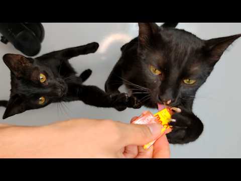 Cats Eating Creamy Treats ASMR