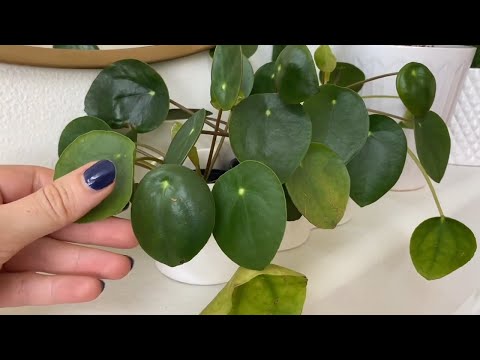 ASMR Plant Tour (Close Whispered Voiceover) 🌿