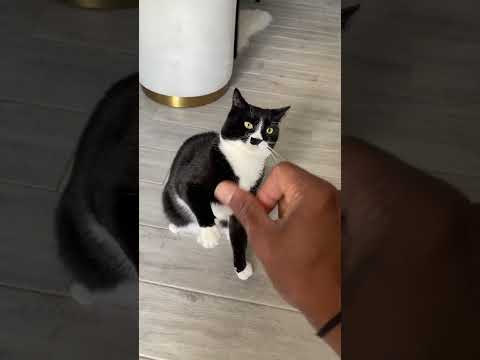 CAT VS ASMR #asmr #relax #tingly #funny #shorts  #cat