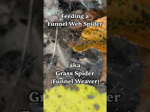 Feeding a Grass Spider (Funnel Weaver)