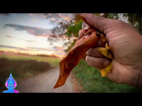 ASMR in Nature / Fast Tapping, Scratching & Crinkles