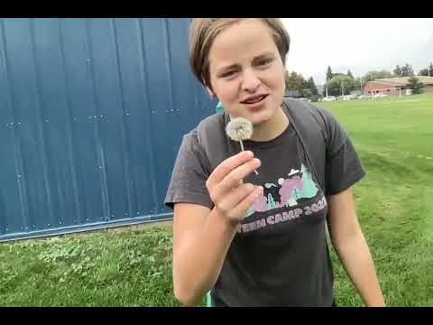 Oh, look a dandelion.