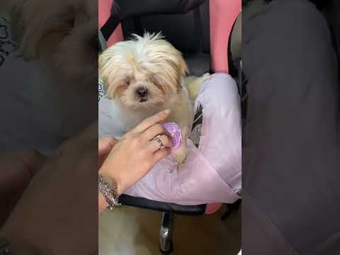 Ayla avaliando tudo pt2 #asmr #asmrvideo #asmrshorts #asmrpets