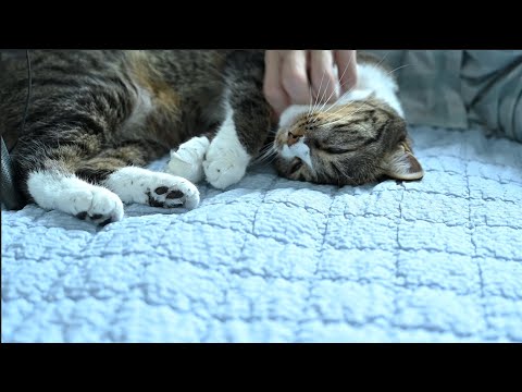 ASMR? 우리 집 맹수 고롱고롱