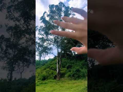 ASMR PARA ACALMAR A MENTE 😴🍃 #relax #asmrnanatureza #visualtingle #tingles