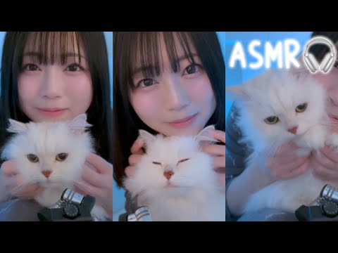 ASMR🐱セロトニン大放出！猫をひたすらモフる【ゴロゴロ】