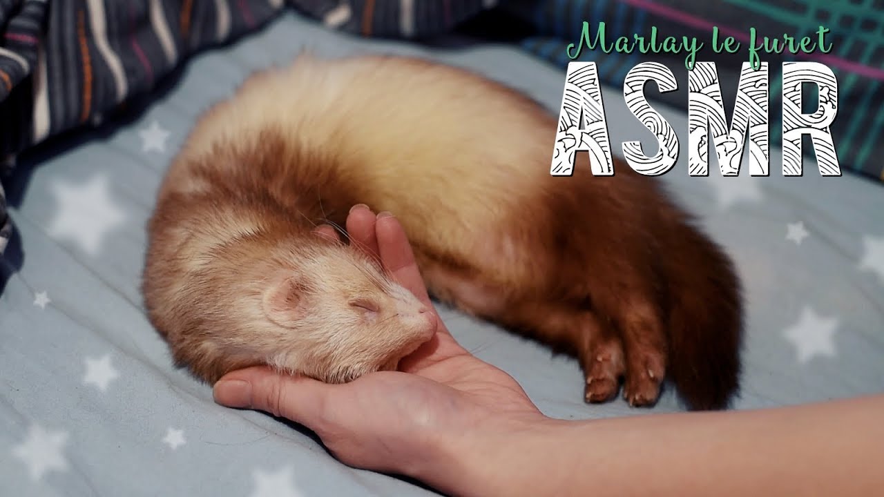 ASMR Français  ~ Je vous présente Marlay ♥ (Mon furet)