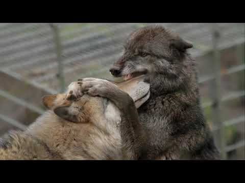 Wolf kissing you/furry  asmr/otherkin asmr