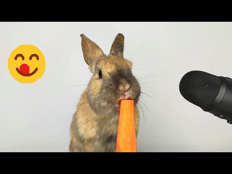 Rabbit eating Carrot ASMR