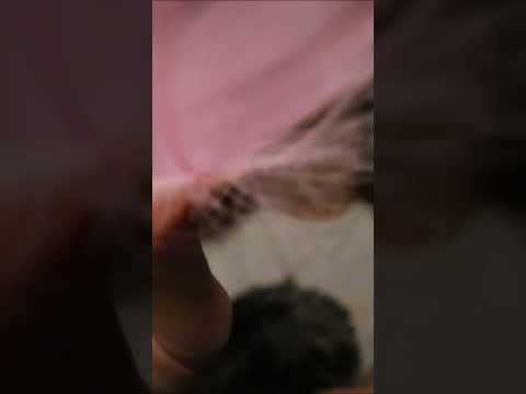 ASMR | Brushing your Face with a Feather #relax #asmrsounds #tingles #asmr  #asmrshorts
