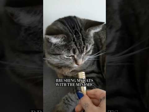 Brushing My Cats With the Mini Mic