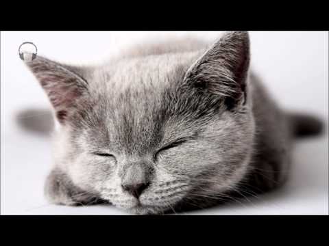 1 Hour ★ Cute Cat Purring [ASMR]  ★  [no talking] [ear to ear] for soothing stress relief