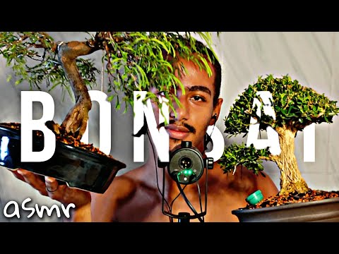 ASMR AS DIFICULDADE DO BONSAI NA FAVELA 🇧🇷 #asmr #satisfying #bonsai